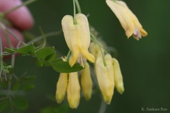 Dicentra scandens